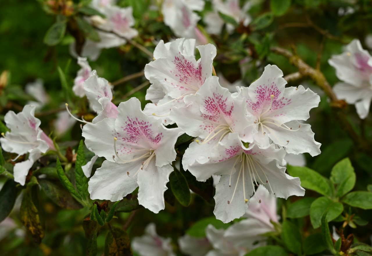 'Sekidera'